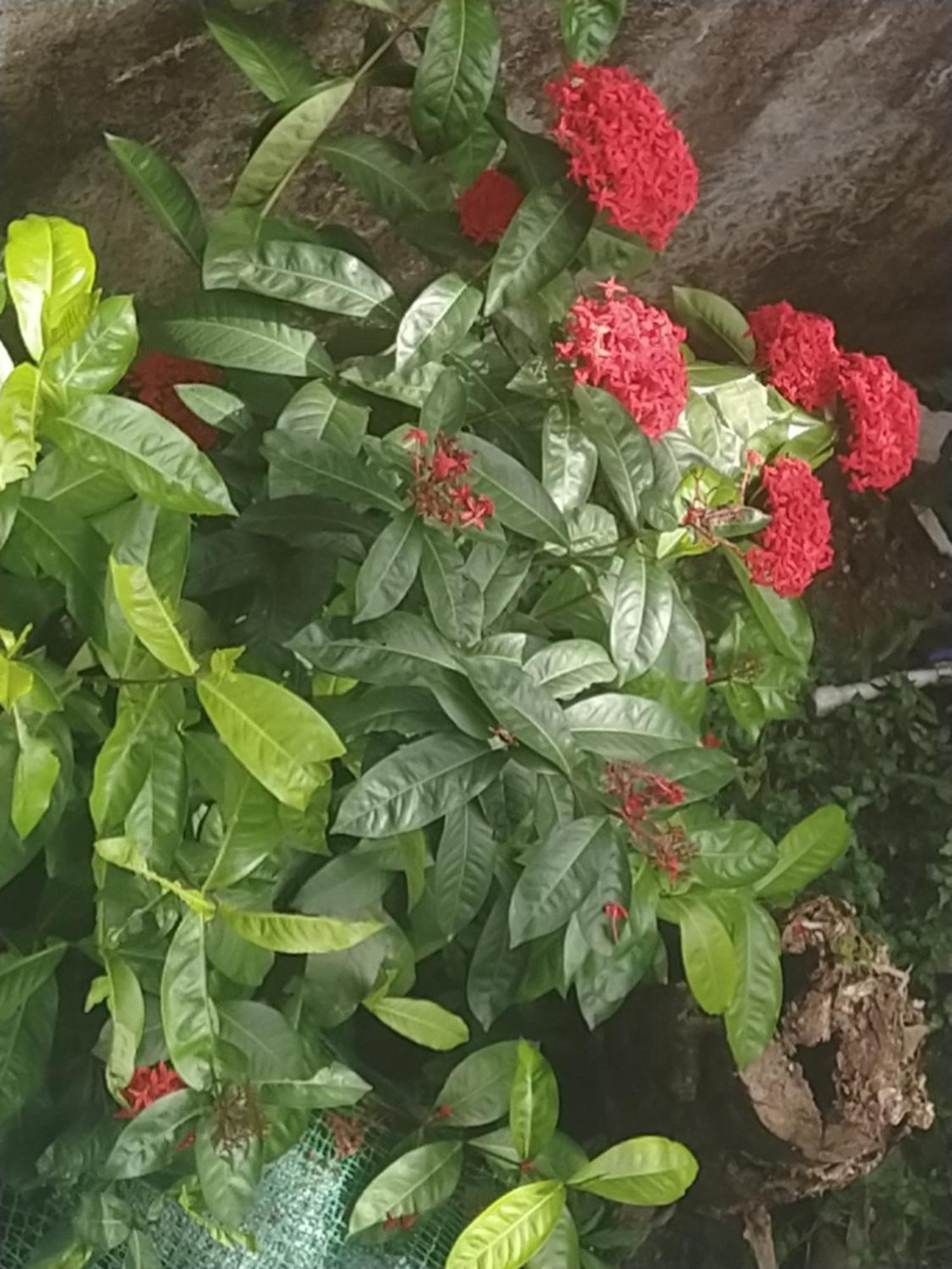Paradise Inn Guest House Alappuzha Εξωτερικό φωτογραφία