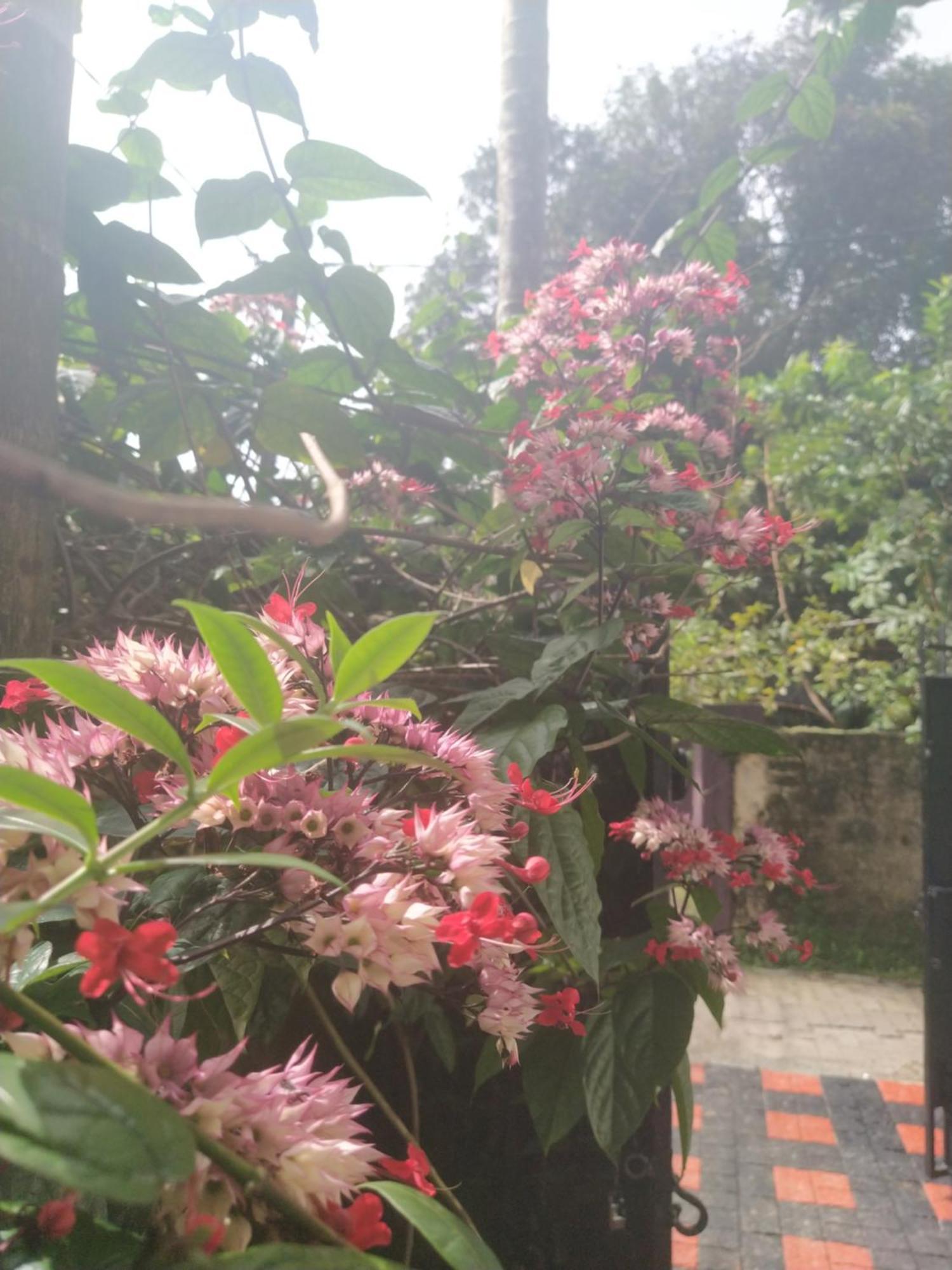 Paradise Inn Guest House Alappuzha Εξωτερικό φωτογραφία